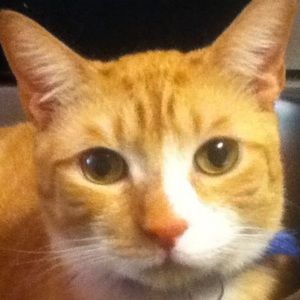 Meet your Posher, Hailey